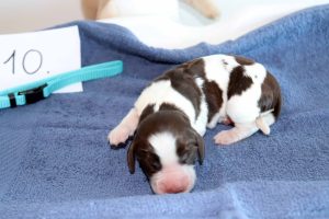 springer spaniel puppy springer kölyök