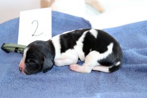 springer spaniel puppy springer kölyök