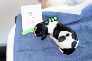 springer spaniel puppy springer kölyök