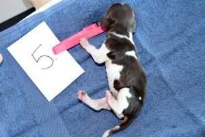 springer spaniel puppy springer kölyök