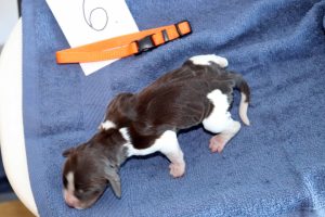 springer spaniel puppy springer kölyök