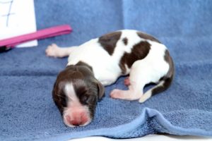 springer spaniel puppy springer kölyök