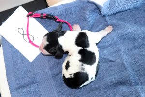 springer spaniel puppy springer kölyök