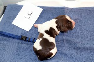 springer spaniel puppy springer kölyök