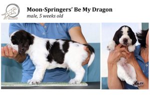 english springer spaniel puppy, angol springer spániel kölyök