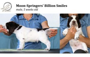 english springer spaniel puppy, angol springer spániel kölyök