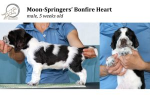 english springer spaniel puppy, angol springer spániel kölyök