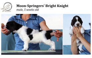 english springer spaniel puppy, angol springer spániel kölyök