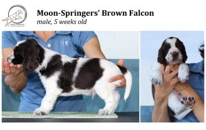 english springer spaniel puppy, angol springer spániel kölyök