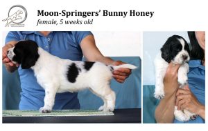 english springer spaniel puppy, angol springer spániel kölyök