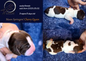 english springer spaniel puppy, angol springer spániel kölyök