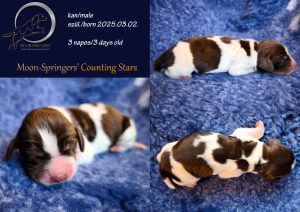 english springer spaniel puppy, angol springer spániel kölyök
