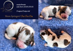 english springer spaniel puppy, angol springer spániel kölyök