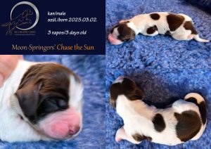 english springer spaniel puppy, angol springer spániel kölyök