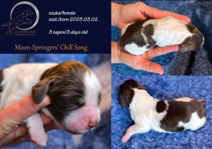 english springer spaniel puppy, angol springer spániel kölyök