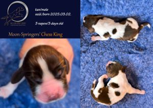 english springer spaniel puppy, angol springer spániel kölyök