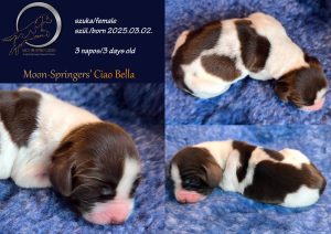 english springer spaniel puppy, angol springer spániel kölyök