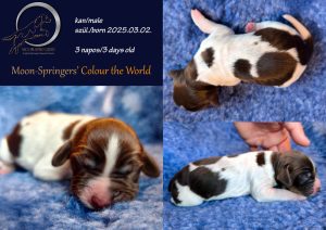 english springer spaniel puppy, angol springer spániel kölyök