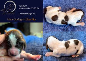 english springer spaniel puppy, angol springer spániel kölyök