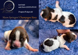 english springer spaniel puppy, angol springer spániel kölyök